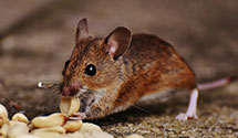 24 Hour & Emergency Exterminators in Merrill, IA